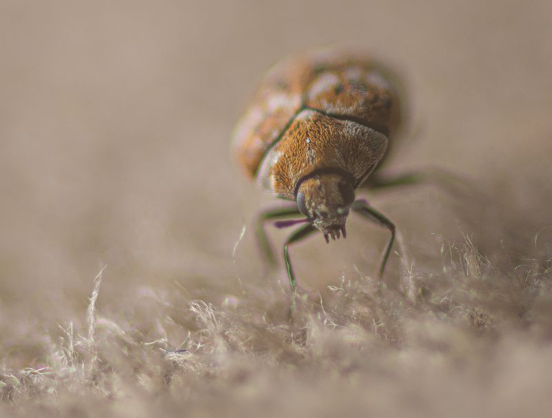 Carpet Beetle Removal