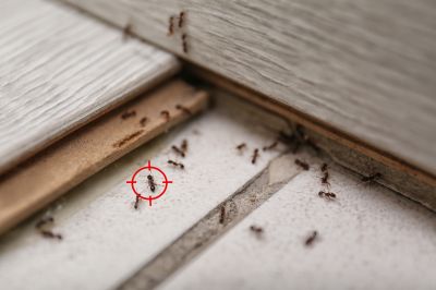 Signs You Have An Ant Problem Before It Gets Out Of Control