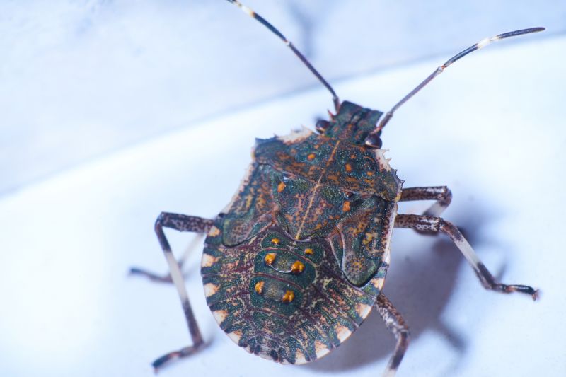Stinkbug Extermination Service