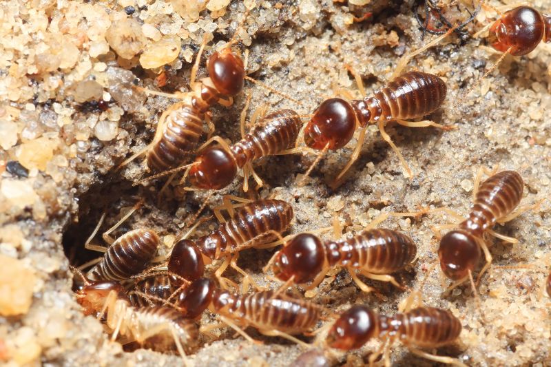 Termite Treatment Service