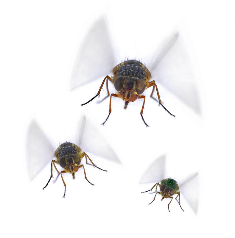 Why Spring Fly And Mosquito Pest Control Matters