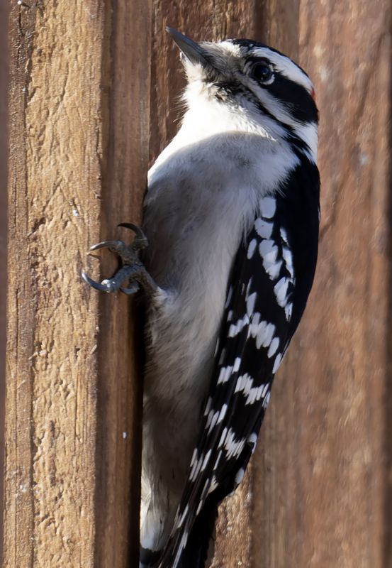 Woodpecker Control Service